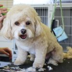 How to Start Your Own Pet Grooming Business in the Philippines