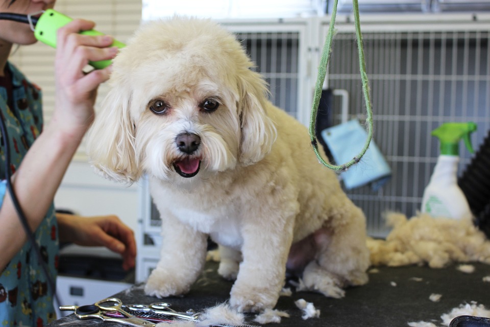 places to get your dog groomed