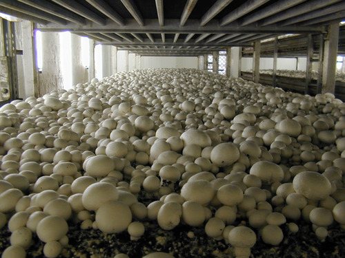 mushroom business in the philippines 2