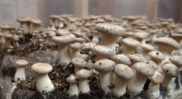 mushroom business in the philippines