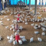 How to Start A Poultry Business in the Philippines