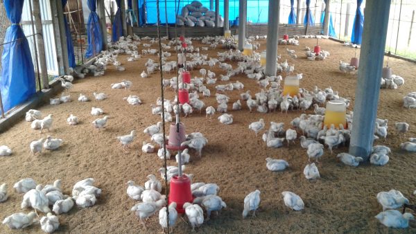 chicken poultry business plan philippines